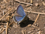 IMG_3573_butterfly_1b.jpg