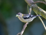 Evening Grosbeak