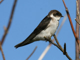 Violet-green Swallow