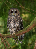 Spotted Owl