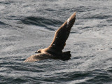 South Polar Skua