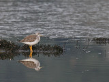 Greater Yellowlegs