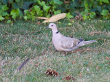 Eurasian Collared-Dove