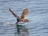 Pink-footed Shearwater