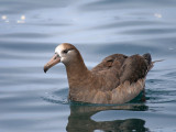 Black-footed Albatross