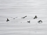 Fork-tailed Storm-Petrel