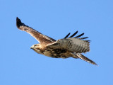 Red-tailed Hawk