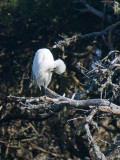 Snowy Egret