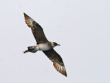 Pomarine Jaeger