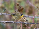 Common Yellowthroat