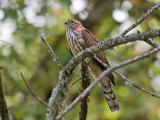 Sharp-shinned Hawk