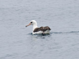 Laysan Albatross