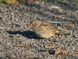 Golden-crowned Sparrow