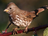 Fox Sparrow