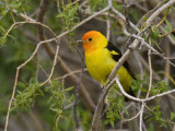 Western Tanager