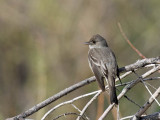 Western Wood-Pewee