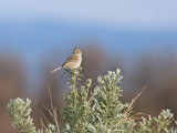 Brewers Sparrow