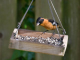 Black-headed Grosbeak