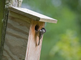 Black-capped Chickadee