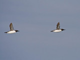 Common Murre