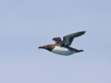 Common Murre