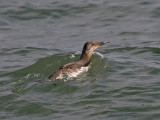 Common Murre