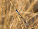 IMG_1569 blue damselfly.jpg