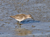 Semipalmated Sandpiper