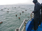Watching seabirds