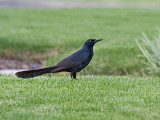 Great-tailed Grackle