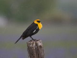 Yellow-headed Blackbird