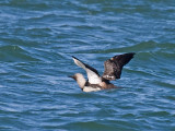 Pacific Loon