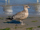 California Gull