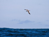 Bullers Shearwater over sea