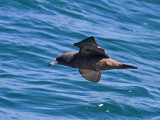 Flesh-footed Shearwater