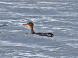 Red-breasted Merganser