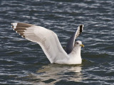 California Gull
