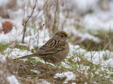 Golden-crowned Sparrow