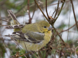 Lesser Goldfinch