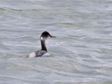 Eared Grebe