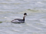 Eared Grebe