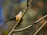 Red-breasted Nuthatch