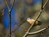 Red-breasted Nuthatch