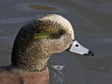 American Wigeon