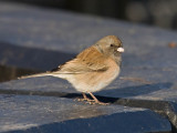 Dark-eyed (Oregon) Junco