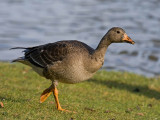 Greater White-fronted Goose