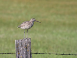 Willet