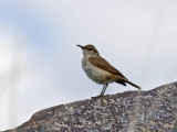 Rock Wren