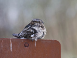 Common Nighthawk