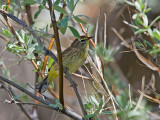 Palm Warbler